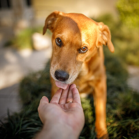 Pets portraits