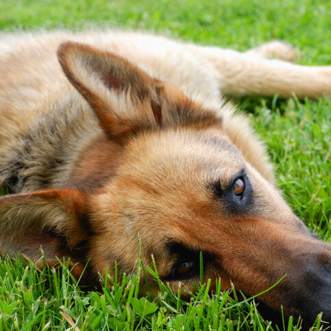 A German shepherd dog is resting on a green lawn near the house. The dog relaxes in the sun