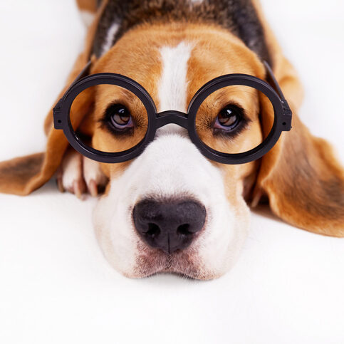 A beagle dog with round glasses on a white isolated background. The concept of education, back to school.