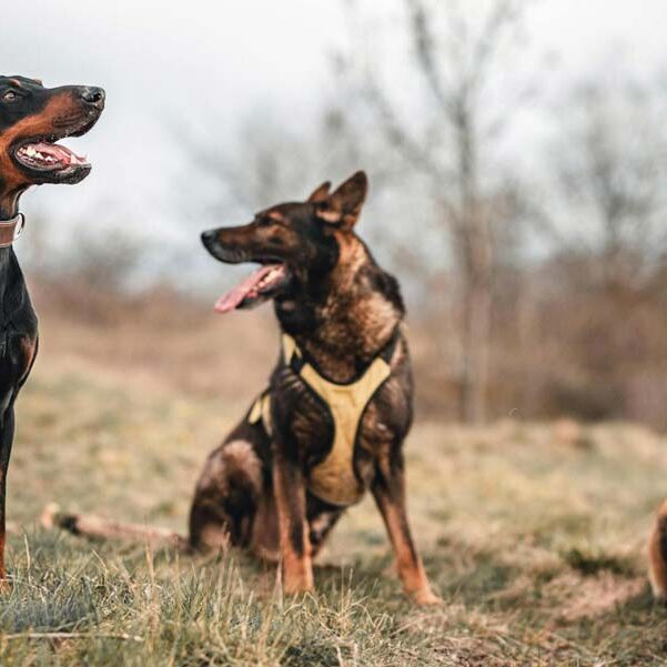 Hundetraining-Hunde-aus-dem-Tierheim-Verhalten-Wien-Dogs-Holisitc-01