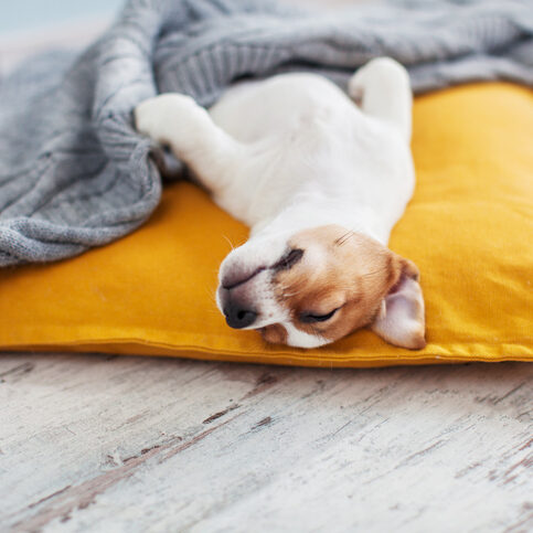 Puppy on yellow pillow at home Puppy on yellow pillow. Small dog rest at home Pet sleeping