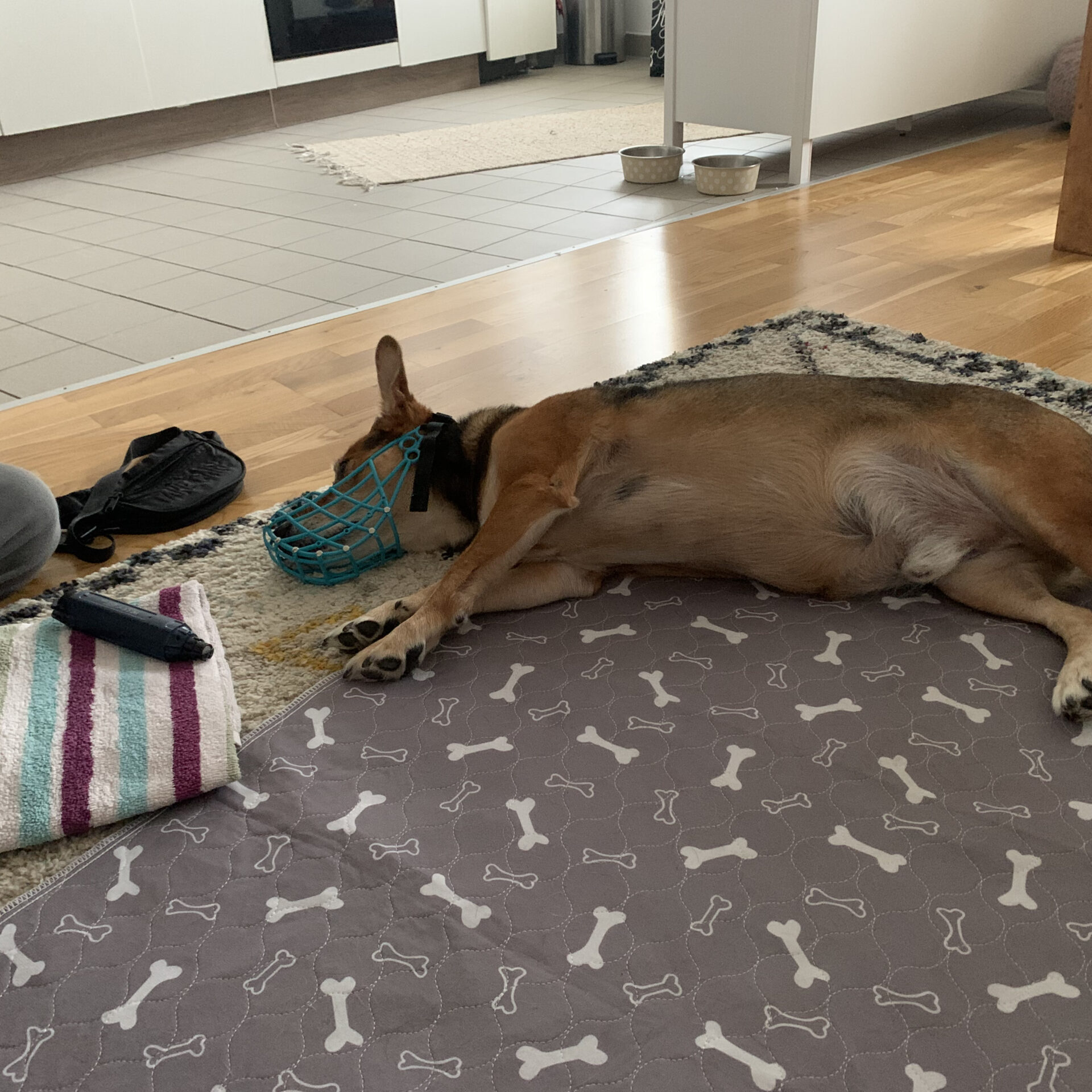 Kooperationstraining-Signal-liegen-Training Kooperationstraining-Signal-liegen-Training