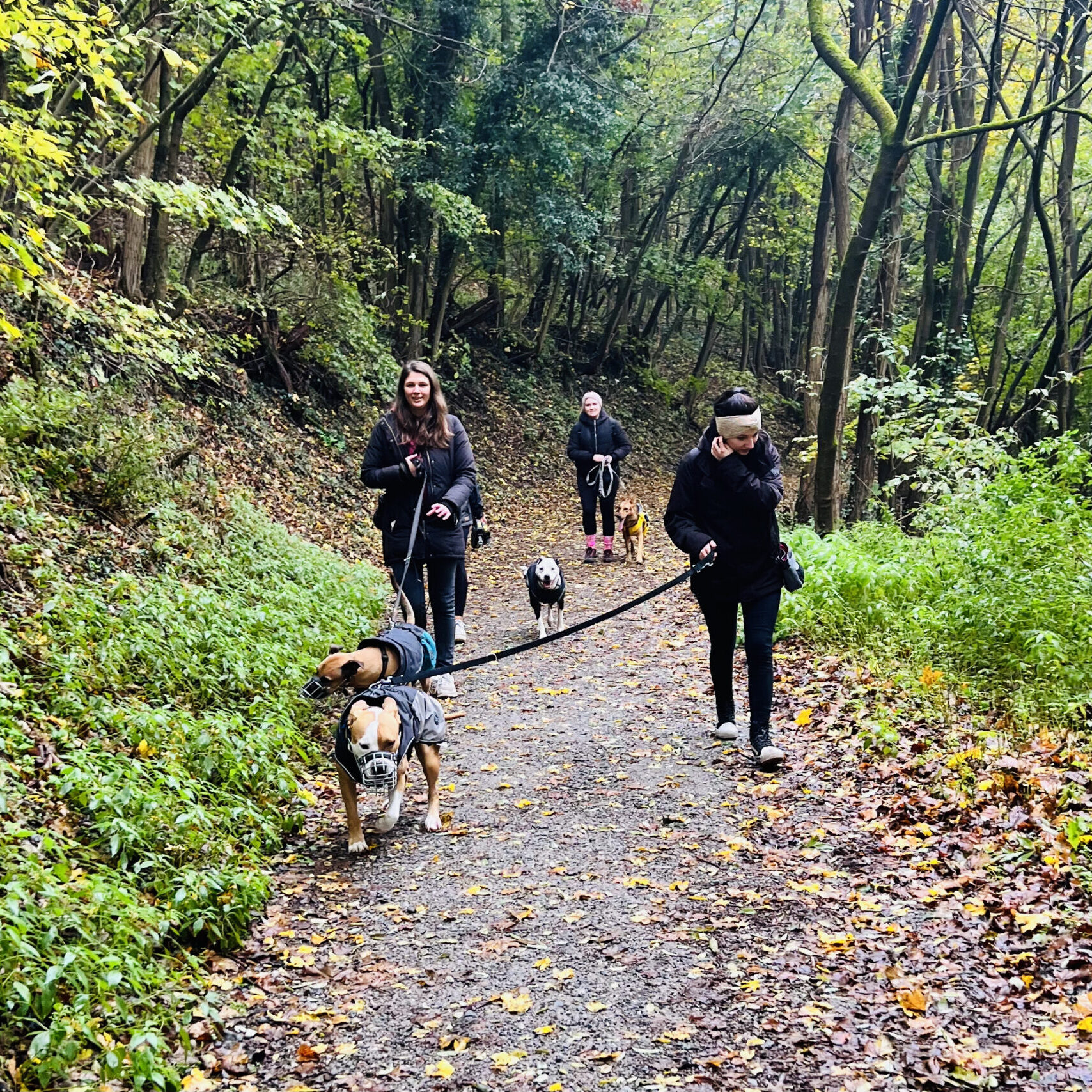 Social Walk, Entspannte Hundebegegnungen, Leinenaggression, Hundetraining, Gruppentraining Social Walk, Entspannte Hundebegegnungen, Leinenaggression, Hundetraining, Gruppentraining