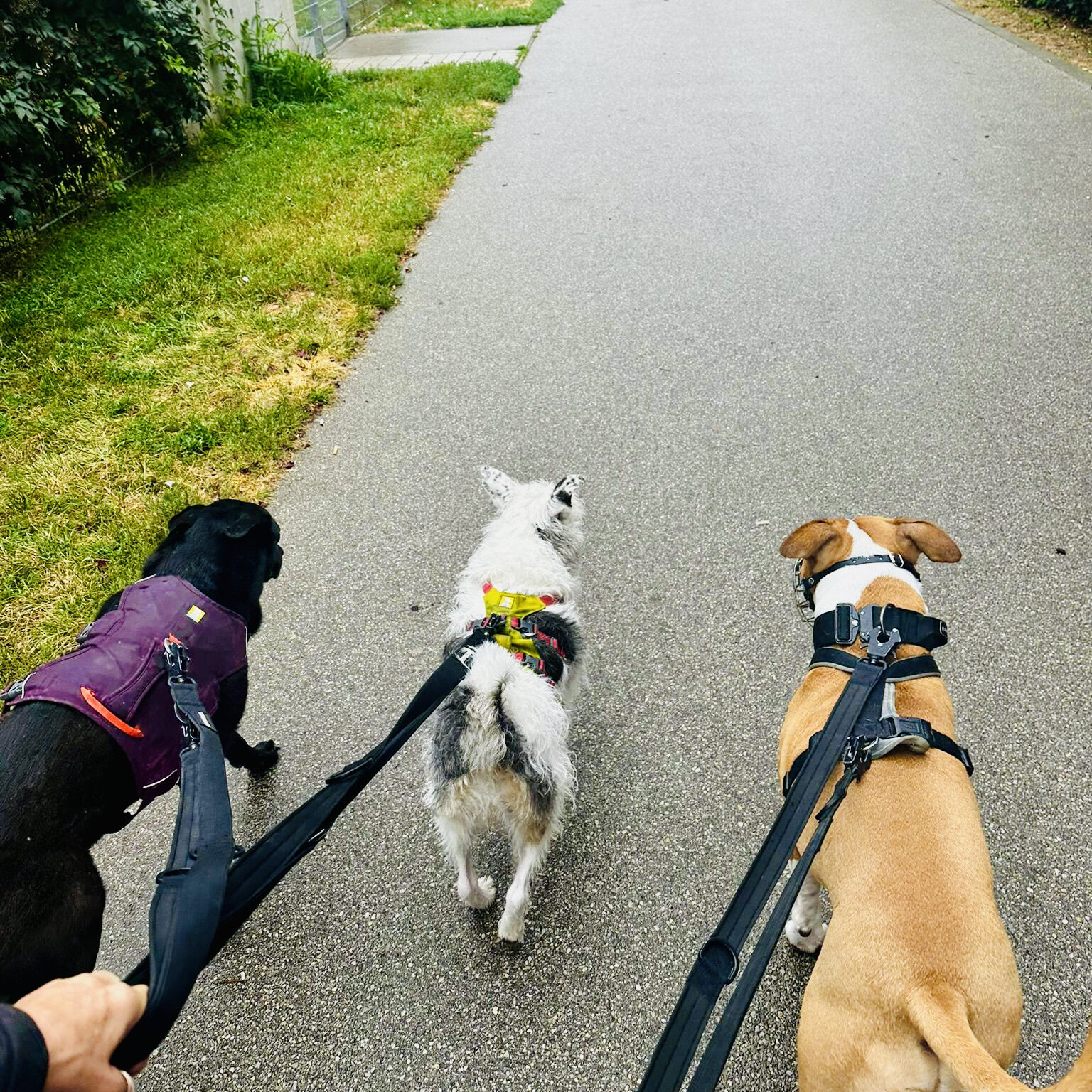Social Walk, Hundebegegnungen, Begegnungstraining, Hundetraining, Liestenhunde, Verhaltenstraining, Mischlingshund, Retriever, American Stafford Terrier