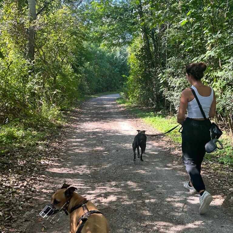 Social Walk, Hundebegegnung, Hundetraining, Leinentraining, Junghund, Impulskontrolle Social Walk, Hundebegegnung, Hundetraining, Leinentraining, Junghund, Impulskontrolle
