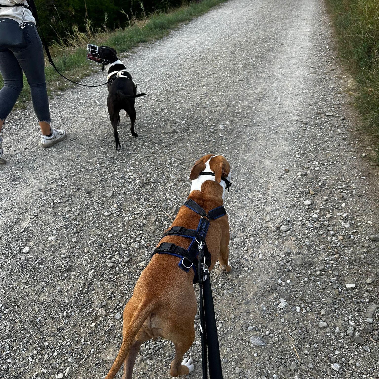 Social Walk, Begegnungstraining, Hundebegegnung, Hundetraining, Gruppentraining, Leinenaggression, Aggressionsverhalten Social Walk, Begegnungstraining, Hundebegegnung, Hundetraining, Gruppentraining, Leinenaggression, Aggressionsverhalten