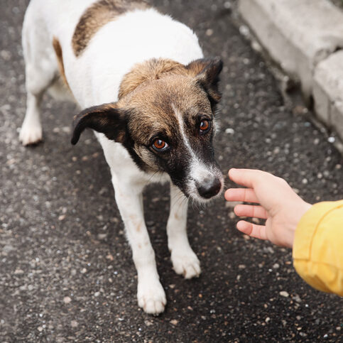 Woman stroking homeless dog on city street, closeup. Abandoned animal Woman stroking homeless dog on city street, closeup. Abandoned animal