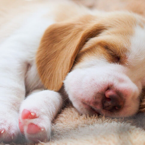 A little Beagle puppy is sleeping