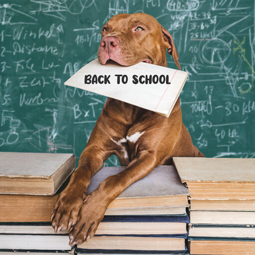 Back to school. Lovable, adorable puppy and vintage books. Close-up, isolated background. Studio shot, day light. Concept of care, education, obedience training and raising of pets